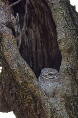 Close-up portrait of owl perching on tree trunk