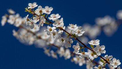 Pflaumenblüte
