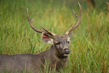 Close-up of sambar deer on field