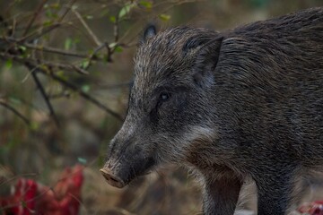 Close-up of wild boar standing in forest