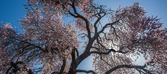 Almendro Real, famous almond tree in bloom at Valverde de Leganes