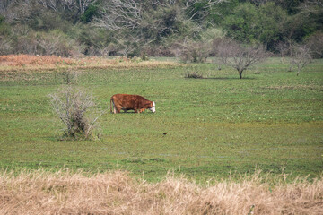 Single cow eating in a flooded field.