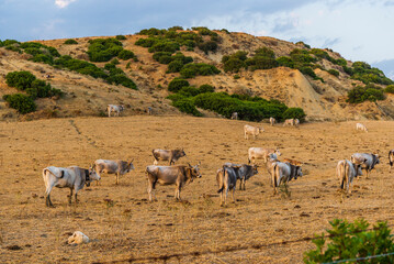 Fototapeta premium rural countryside landscape during a sunny summer day inside Val d'Agri, Basilicata