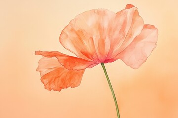 Delicate peachy-orange poppy in soft focus.