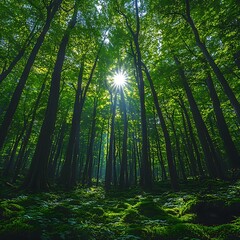 Obraz premium Lush Green Forest Canopy Sunlight Streaming Through Tall Trees Photo
