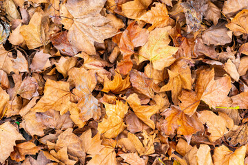 Layer of dry autumn leaves in warm earthy tones, creating a seasonal natural texture ideal for backgrounds, fall themes and organic design compositions.