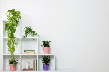 Green potted houseplants and decor on shelves near white wall indoors, space for text