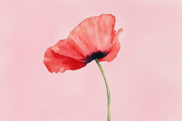 Delicate, single poppy against a soft pink backdrop.