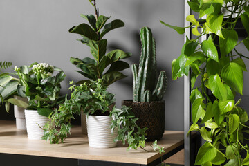 Beautiful houseplants on wooden table near grey wall