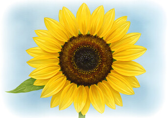 Obraz premium Vibrant Sunflower Illustration Detailed Close-Up of Yellow Petals, Brown Center, Green Leaf and Blue Sky Background.