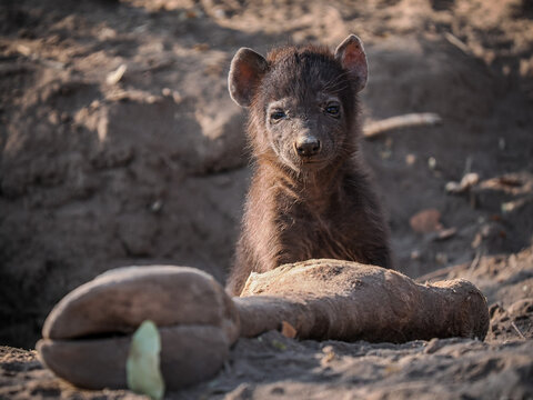 Young hyena cub next to a large carcass leg in dry, earthy environment, looking alert and curious.