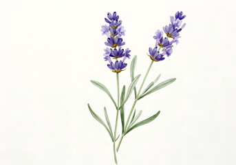 Naklejka premium Watercolor Illustration of Lavender Flowers, Isolated on White. Botanical Art, Floral Illustration, Decorative Design.
