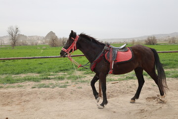 Horses standing field.beautiful, beauty, brown