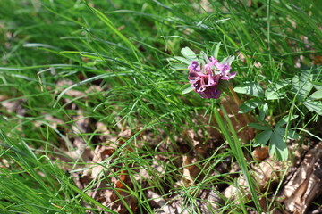 pink flower in the grass