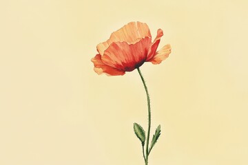 Delicate, orange-toned poppy on a pale background.