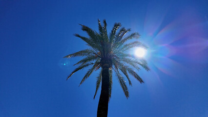 Sun shining through palm tree in Marbella, Spain, during summer vacation