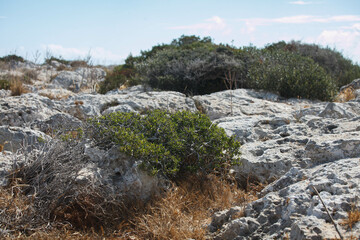 Explore Ayia Napas rugged landscape, with unique rock formations and lush coastal plants beneath a clear sky.