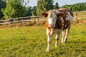 single brown and white cow with horns on green pasture. Farm animal concept. Portrait of an animal, eco farming.