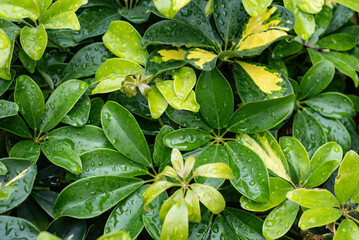 Close-up on Fresh Green Schefflera Leaves with Water Droplets After Rain. Backgrounds, wallpaper