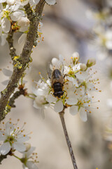 A blackthorn shrub with a drone fly collecting pollen
