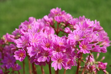 Close up of bright pink lewisia flowers