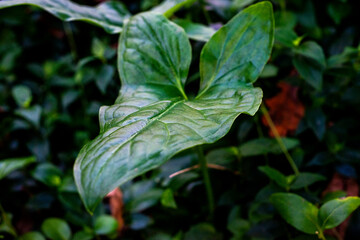 Green foliage leaves with natural light background.
Close-up photograph of green tropical leaves with soft natural lighting, showcasing smooth texture and vibrant colour tones.