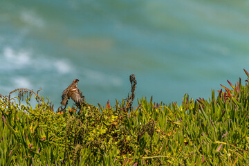 A sparrow lands gently on vibrant coastal vegetation above the Atlantic Ocean, captured with natural light and a softly blurred seascape background in Portugal.