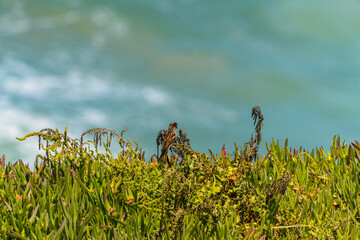 A sparrow captured mid-landing on coastal vegetation near the Atlantic Ocean, with a blurred seascape background in Portugal.
