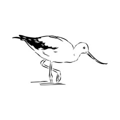 sandpiper on the beach vector illustration