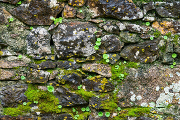 Old stone wall covered with moss, lichens, and small plants like Umbilicus rupestris (navelwort), showcasing a natural textured surface rich in color and detail.