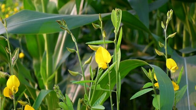 Yellow Pigeon Peas Blossoms. Some branches of pigeon pea (Cajanus cajan) display bright yellow blossoms.