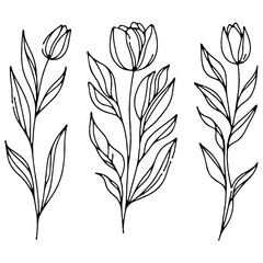 Obraz premium Set of outline tulips, doodle floral. Hand drawn snowdrop Botanical drawing. Detailed line art illustration. Simple Stylized Art, daffodils flowers. Elegant Black and White blossom.