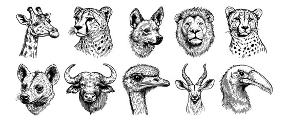 african animal portraits including lion, cheetah, giraffe, hyena and ostrich vector hand drawn doodle ink sketch © Kaz