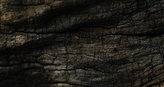 Dark Cracked Tree Bark with Shadows and Texture