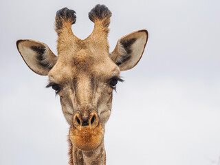 Front-facing close-up of a giraffe's head with neutral sky background, highlighting facial features
