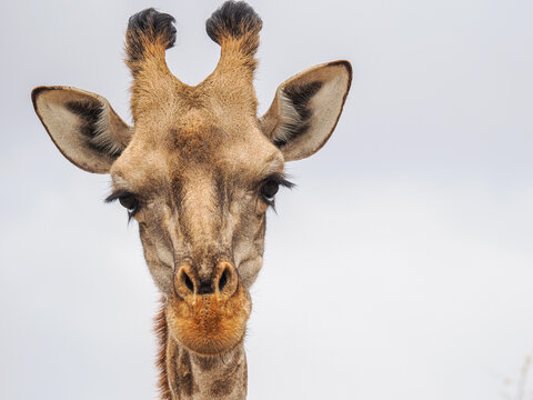 Front-facing close-up of a giraffe's head with neutral sky background, highlighting facial features