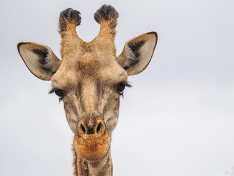 Fototapeta Front-facing close-up of a giraffe's head with neutral sky background, highlighting facial features
