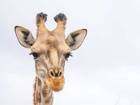 Front-facing close-up of a giraffe's head with neutral sky background, highlighting facial features