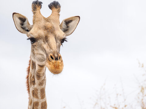 Front-facing close-up of a giraffe's head with neutral sky background, highlighting facial features
