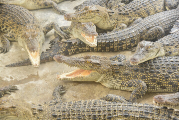 Obraz premium Portrait of many crocodiles at the farm 