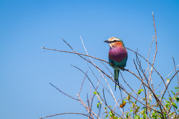 lilac breasted roller