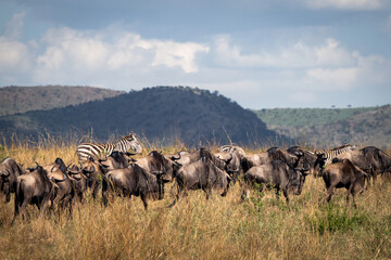 herd of wildebeest