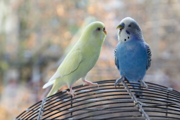 Two parrots are sitting on the cage