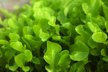 Fresh green lettuce leaves on a plantation in a greenhouse, close-up. 