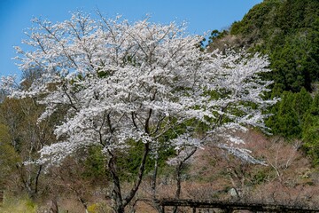 渓石園の桜