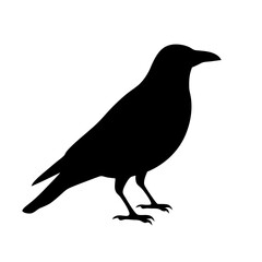 crow black silhouette icon - perfect for designs about jungle animals crow nature, wildlife, rainforest, vector art