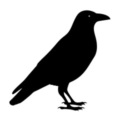 crow black silhouette icon - perfect for designs about jungle animals crow nature, wildlife, rainforest, vector art