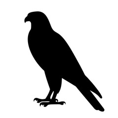 falcon black silhouette icon - perfect for designs about jungle animals falcon nature, wildlife, rainforest, vector art