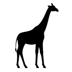 giraffe black silhouette icon - perfect for designs about jungle animals giraffe nature, wildlife, rainforest, vector art