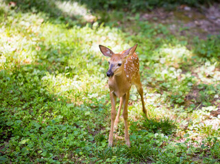 A young White-tailed Deer fawn standing in the grass